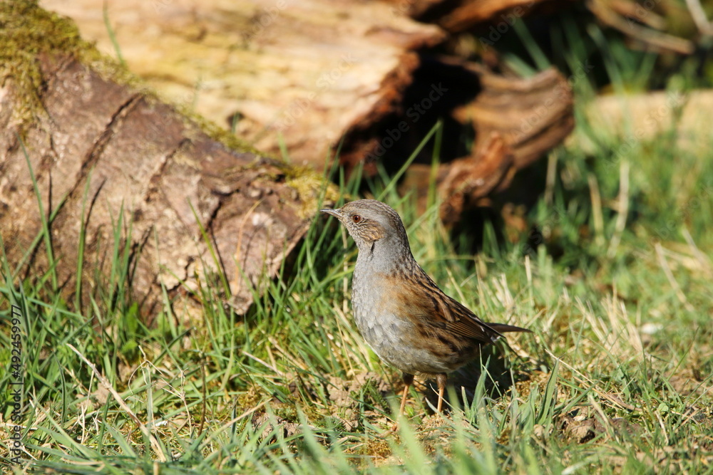 Fototapeta premium A Dunnock in the grass.