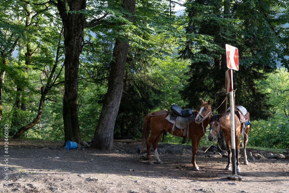 two small bony horses tied to a roadside road with green trees and bushes two small bony horses tied to a roadside road with green trees and bushes