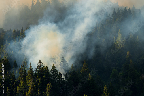Forest fires caused by global climate change. 