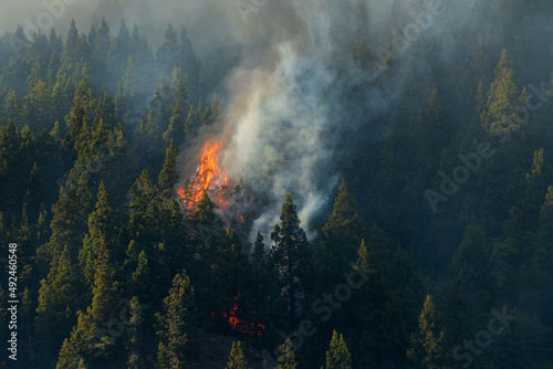 Forest fires due to climate change, large forests and national parks in danger from fires.
