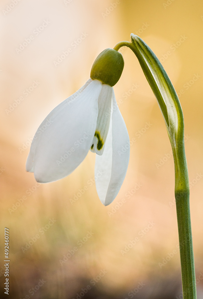 spring snowdrop flower on a sunny day spring snowdrop flower on a sunny day