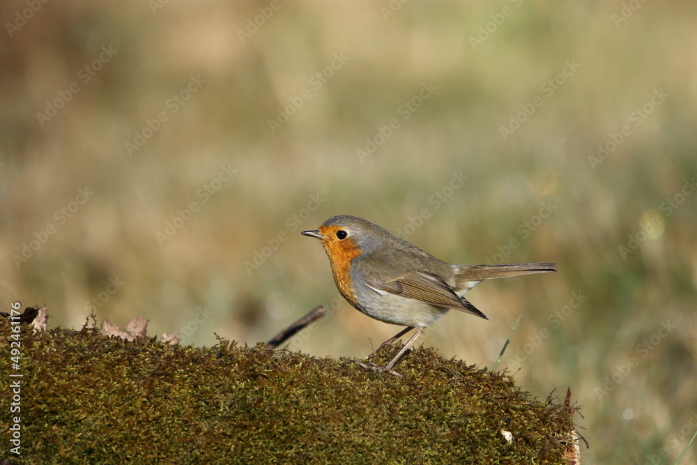 Fototapeta premium A European Robin perching.
