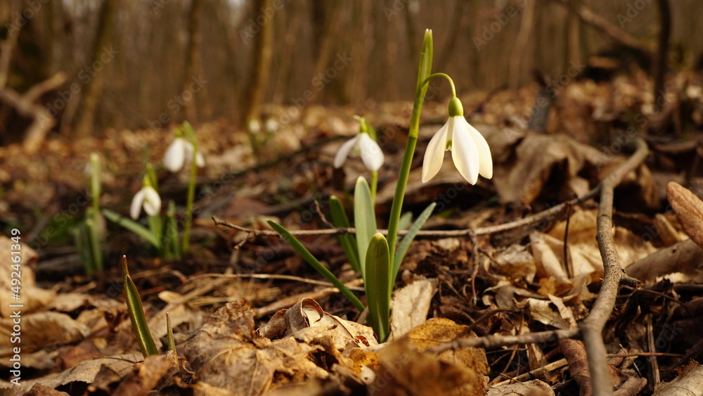 Beautiful snowdrops - Galanthus plicatus - first flowers in sunny spring forest Beautiful snowdrops - Galanthus plicatus - first flowers in sunny spring forest