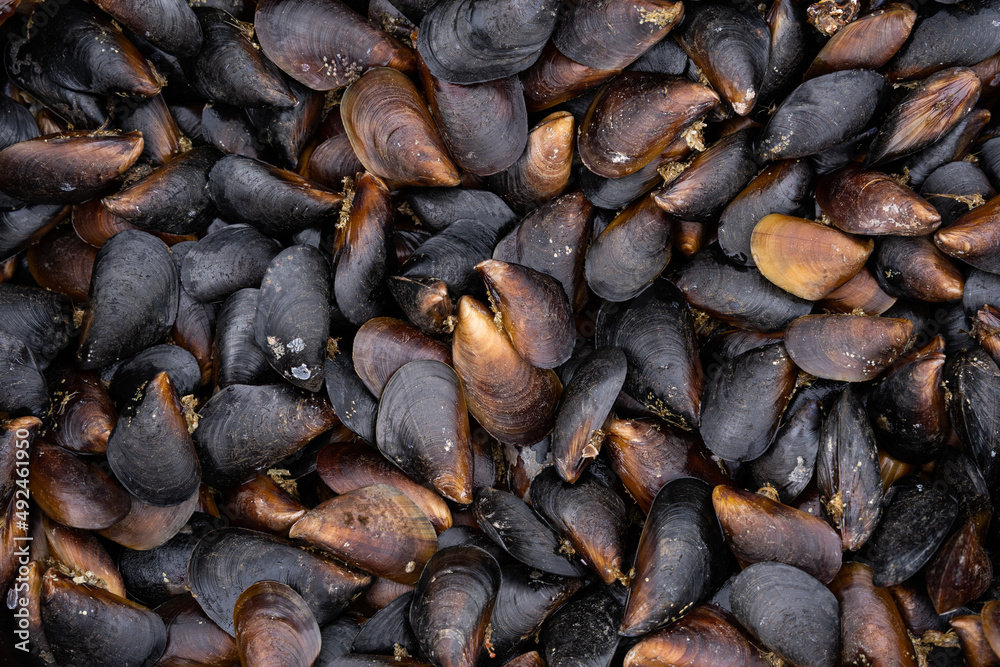 many brown snails put together in one pile form an interesting brown pattern many brown snails put together in one pile form an interesting brown pattern