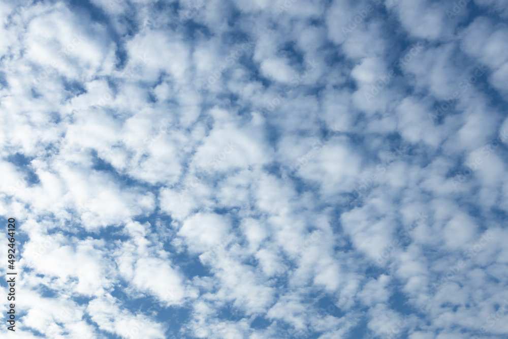 white fluffy clouds in the blue sky . panorama blue sky background with tiny clouds. white fluffy clouds in the blue sky . panorama blue sky background with tiny clouds.