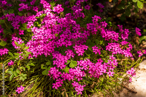 colorful spring flowers against green meadow background. Spring blooming purple flowers with green leaves