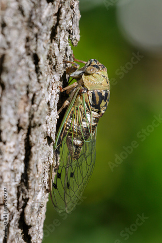 Resh dog-day cicada male (Megatibicen resh) singing on tree trunk, Galveston, Texas. USA. photo