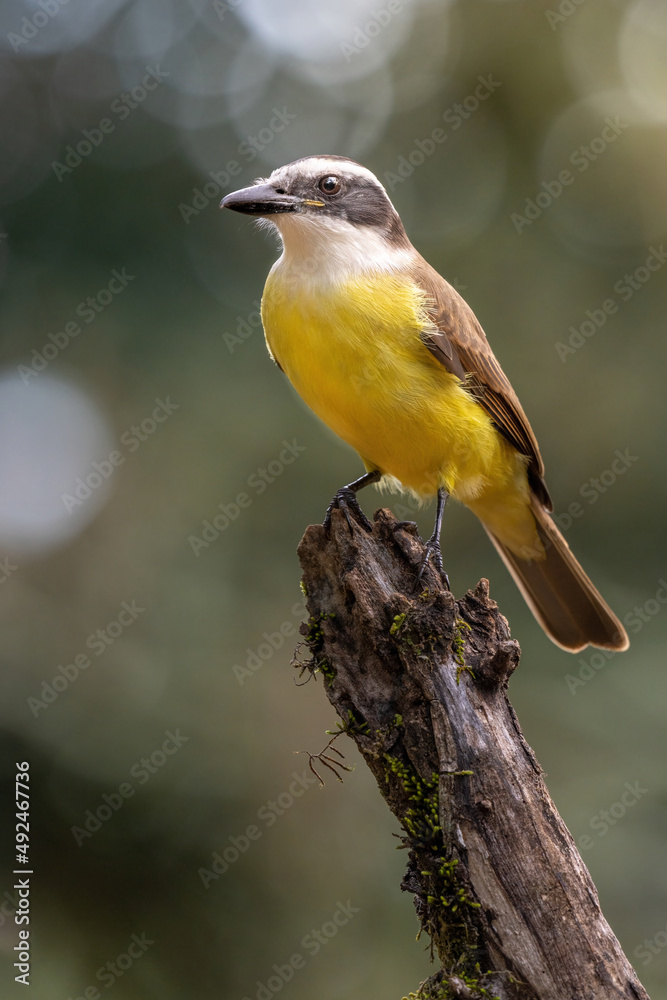 Obraz premium yellow Benteveo