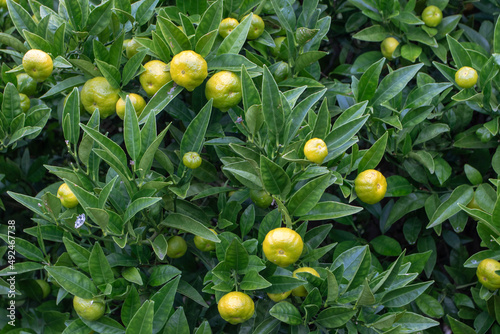 Citrus limetta or sweet lemon tree with ripe fruits photo