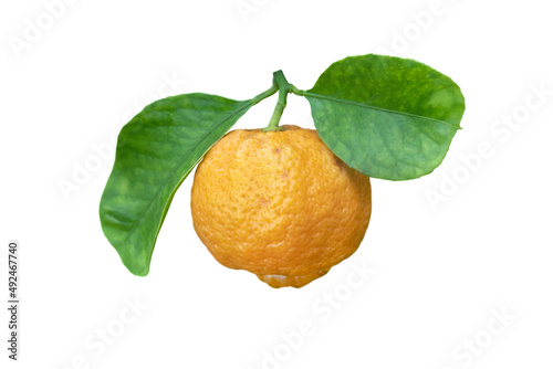 Citrus limettioides or sweet lime fruit with leaves photo