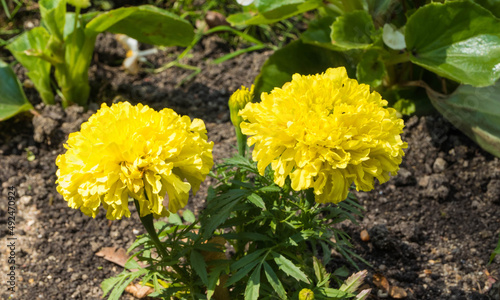 Gelbe Studentenblumen photo