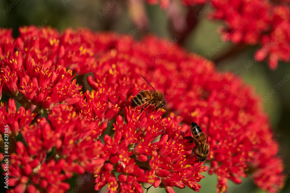The Western Honey Bee or European honey bee is the most common of the 7–12 species of honey bees worldwide. The genus name Apis is Latin for The Western Honey Bee or European honey bee is the most common of the 7–12 species of honey bees worldwide. The genus name Apis is Latin for
