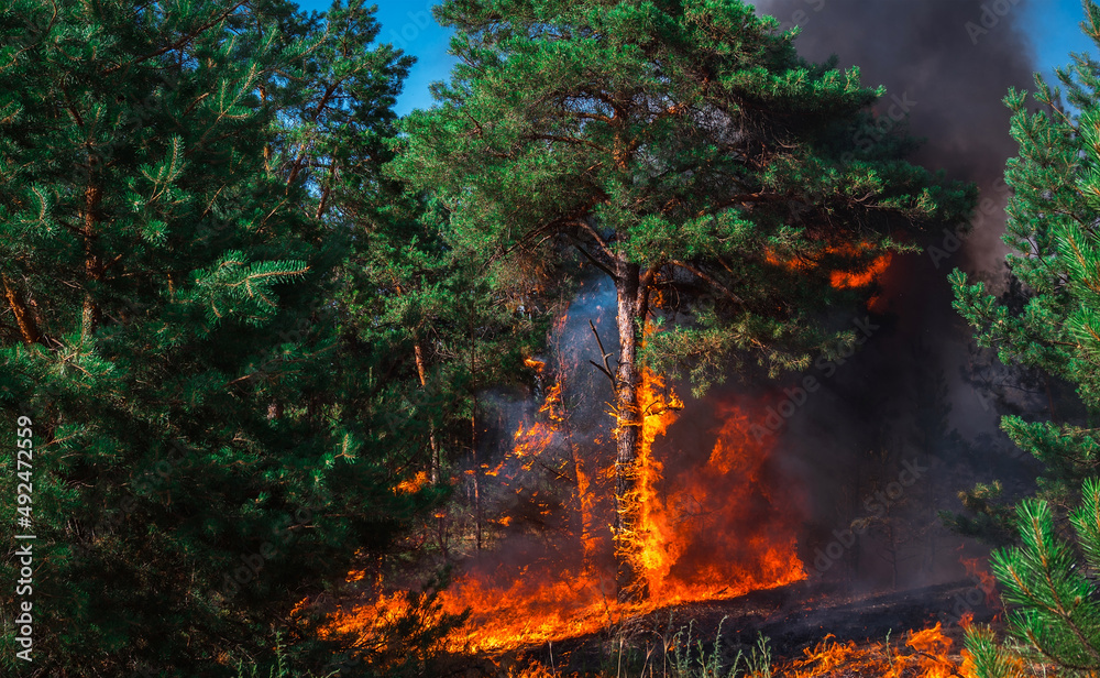 wildfire, burning pine forest . wildfire, burning pine forest .