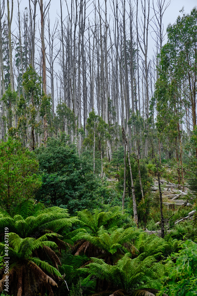 Obraz premium Thousand Of Dead Mountain Ash Tree's, Amongst Bush Regeneration After The Tragic Bush Fires Around Marysville Victoria
