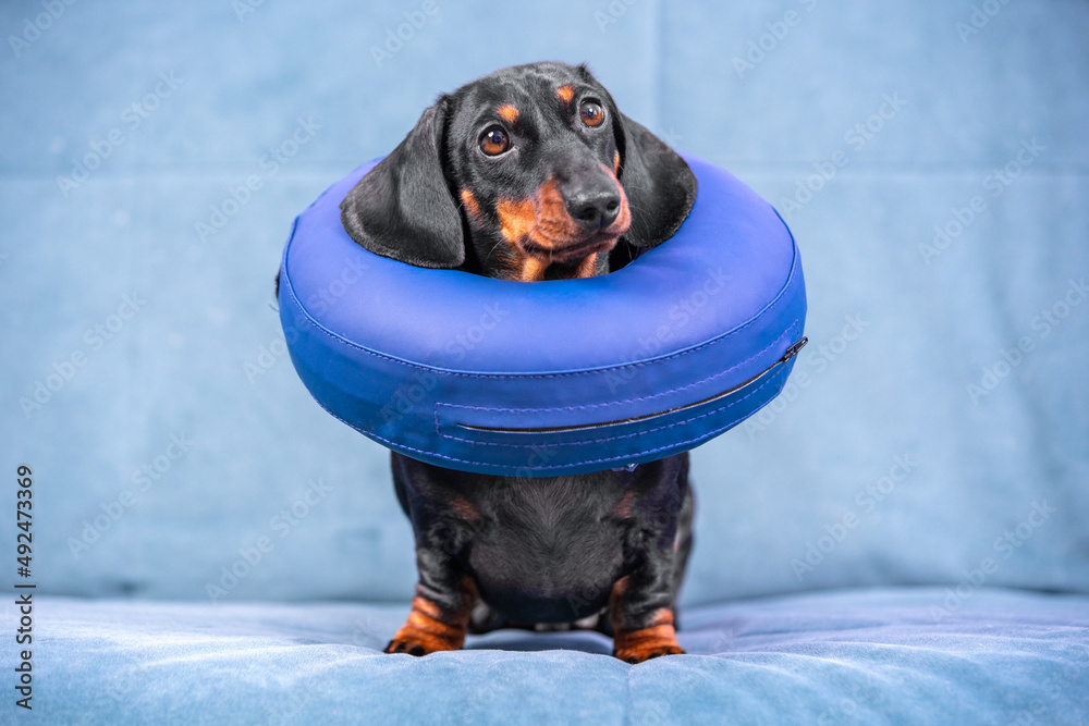 cute dachshund puppy in a soft medical protective collar sits on the couch at home during the operation. Dog safety and protection. cute dachshund puppy in a soft medical protective collar sits on the couch at home during the operation. Dog safety and protection.