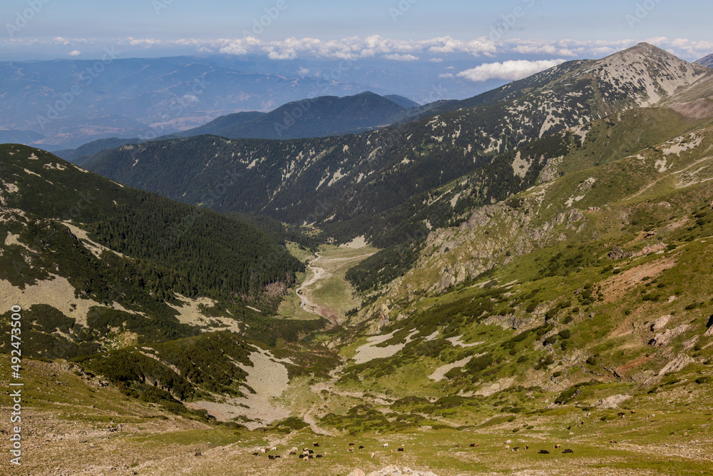 Fototapeta premium Vlahinski river valley in Pirin mountains, Bulgaria