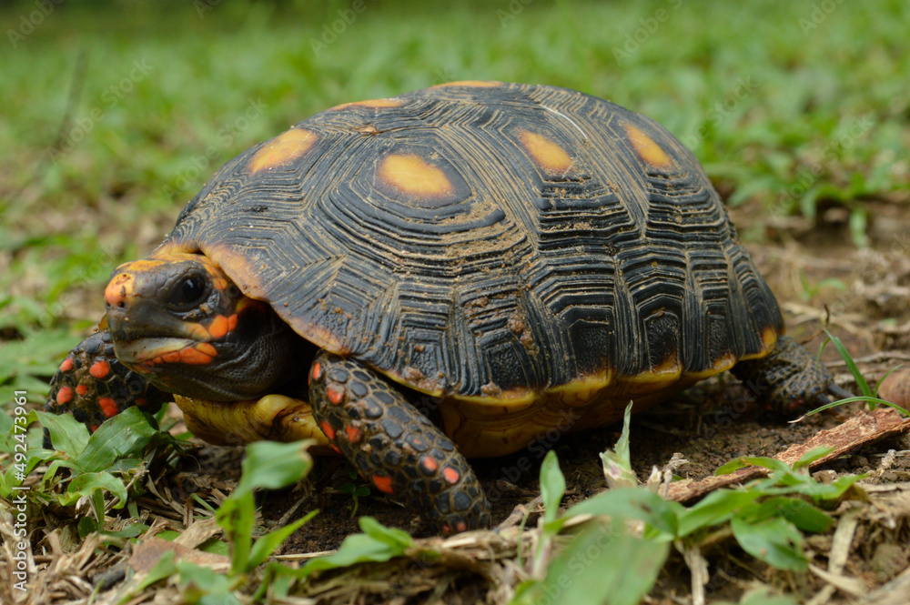 Chelonoidis carbonarius, in situ in the Eastern Llanos Basin of Colombia. Photo2. Chelonoidis carbonarius, in situ in the Eastern Llanos Basin of Colombia. Photo2.
