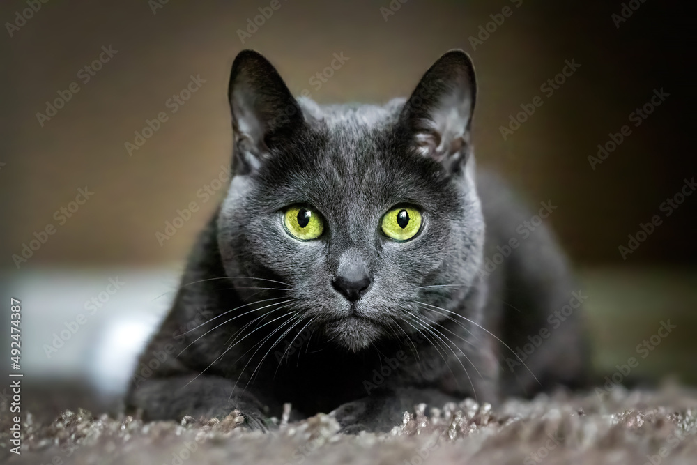 Adorable Russian Blue purebreed cat laying on carpet