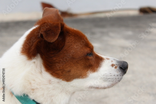 Profile shot of brown and white senior dog sitting outside enjoying the wind during spring 