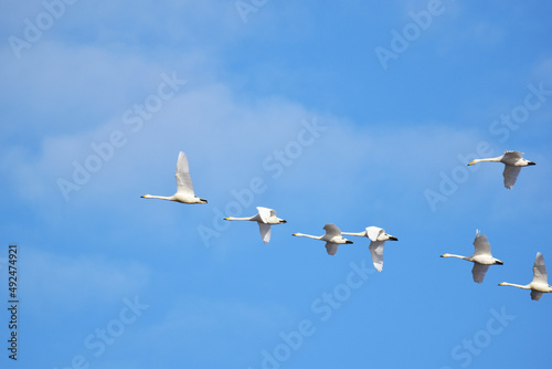 青空を並んで飛ぶ白鳥の群れ