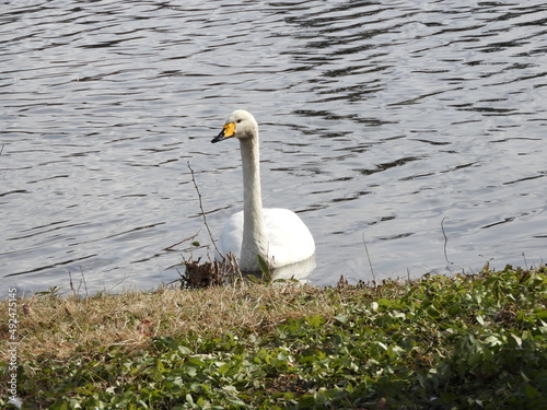 Fototapeta Naklejka Na Ścianę i Meble -  白鳥