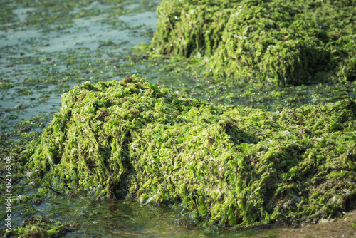 Green seaweed (Ulva compressa).
 photo