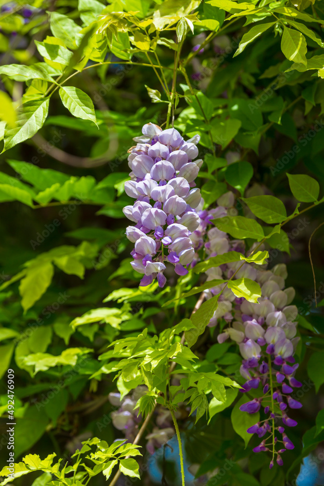 purple panicle tree is locally plant of japan, wisteria grown in İstanbul,. Green grass backgrpond purple panicle tree is locally plant of japan, wisteria grown in İstanbul,. Green grass backgrpond