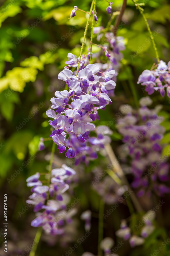 purple panicle tree is locally plant of japan, wisteria grown in İstanbul,. Green grass backgrpond purple panicle tree is locally plant of japan, wisteria grown in İstanbul,. Green grass backgrpond