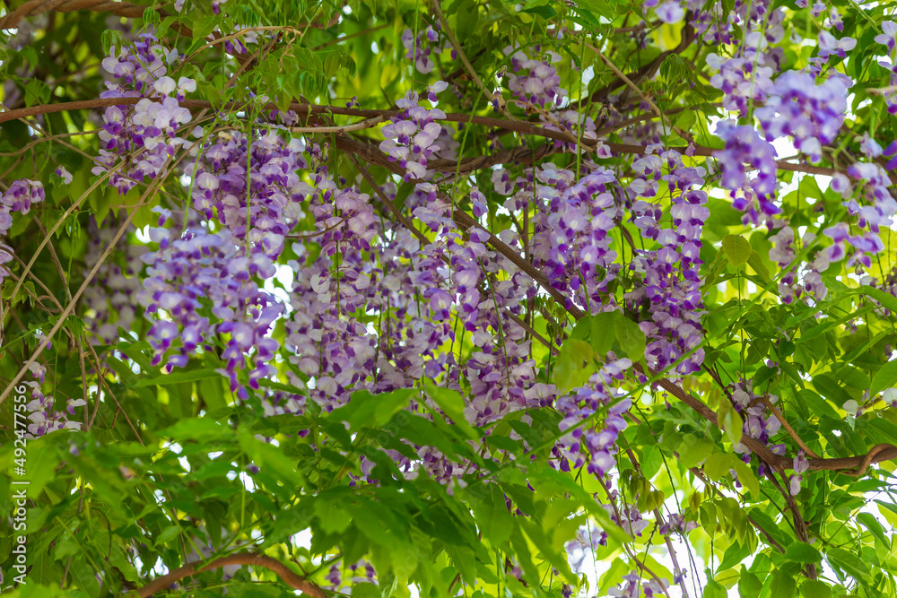 purple panicle tree is locally plant of japan, wisteria grown in İstanbul,. Green grass backgrpond