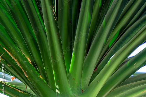 close up of palm leaf