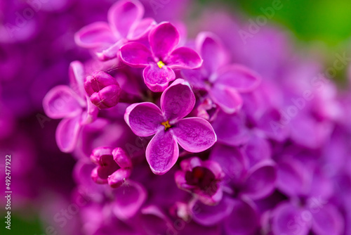 Purple Lilac flowers closeup view on the bush