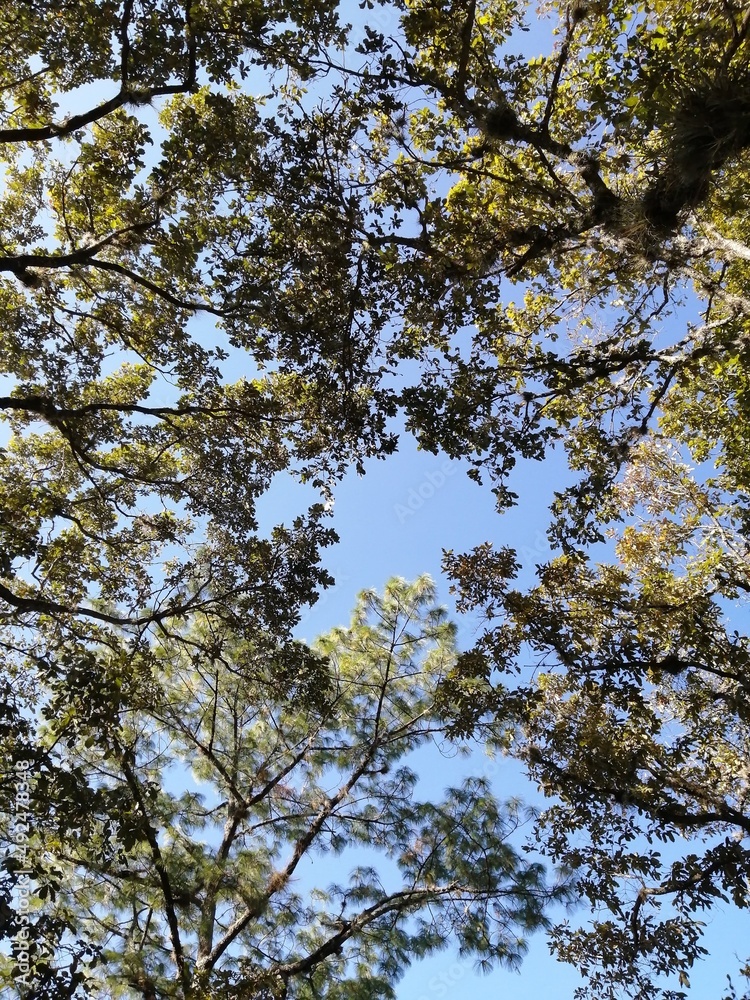 Fototapeta premium trees in autumn