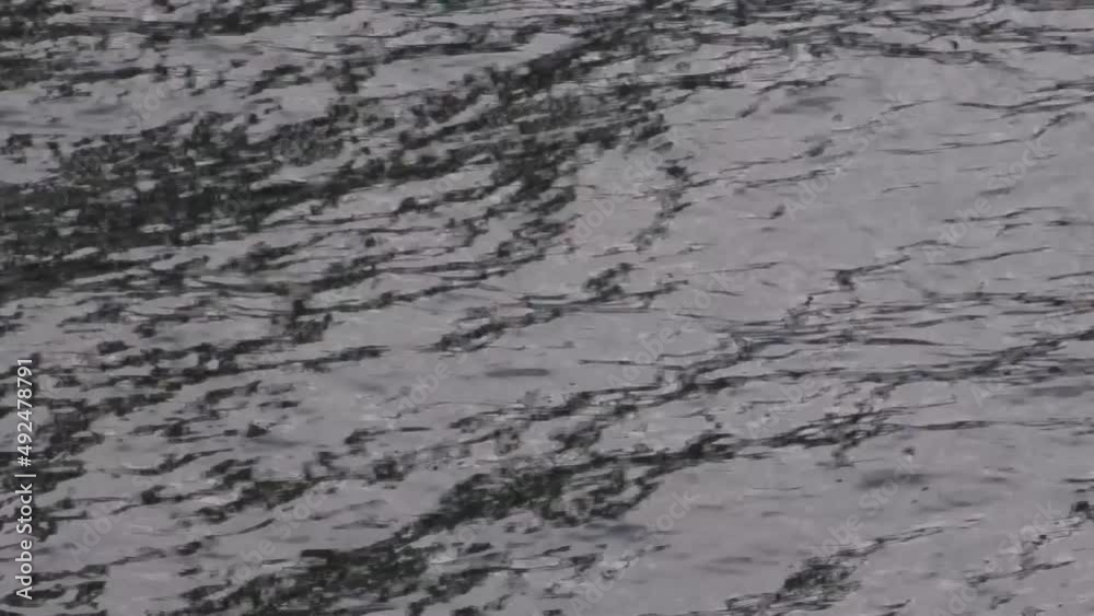 Ripples and wakes in the water. Ripples and wakes in the water.