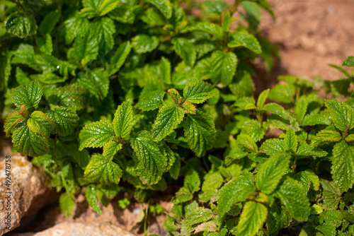Wallpaper Mural Planta de la Menta. Menta. Torontodigital.ca