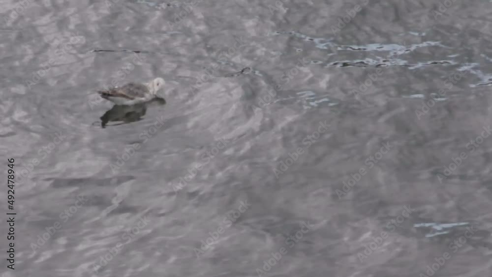 Seagull swimming on the rippling water surface. Seagull swimming on the rippling water surface.