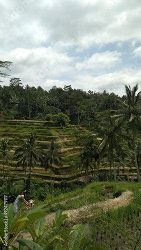 terrace farming in the countryside