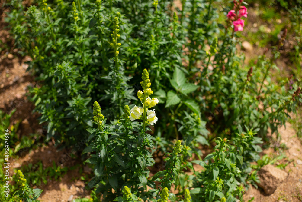 Flores de la ciudad de Tarma, Junín. Flores de la ciudad de Tarma, Junín.