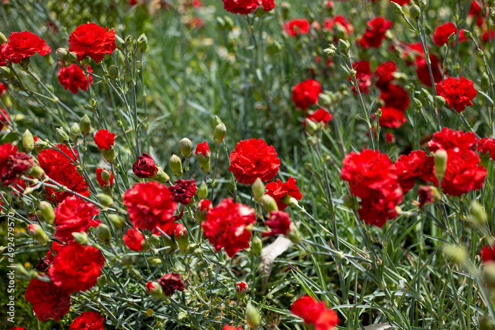 Flores rojas en una huerta
