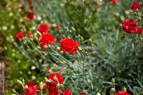 Flores rojas en una huerta