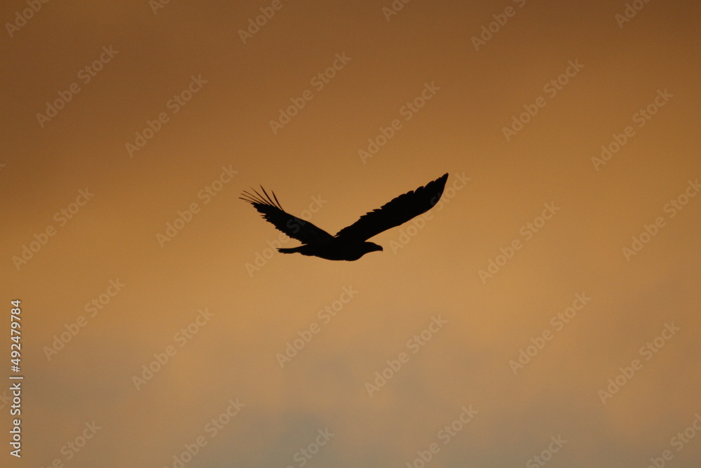 Fototapeta premium Silhouette of a flying Bald Eagle against an orange sky