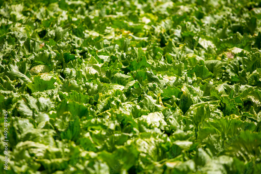 Varias Lechugas en una huerta Varias Lechugas en una huerta