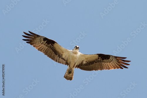 Photography An Osprey flying overhead and looking directly down at the camera