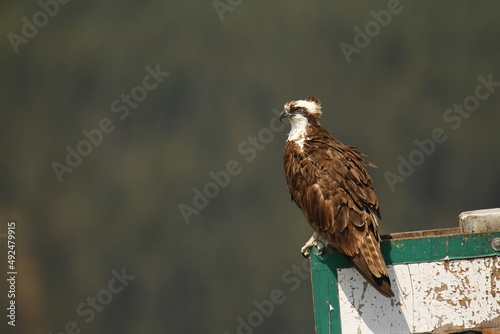 Osprey perched on a sign at a dock in the wind