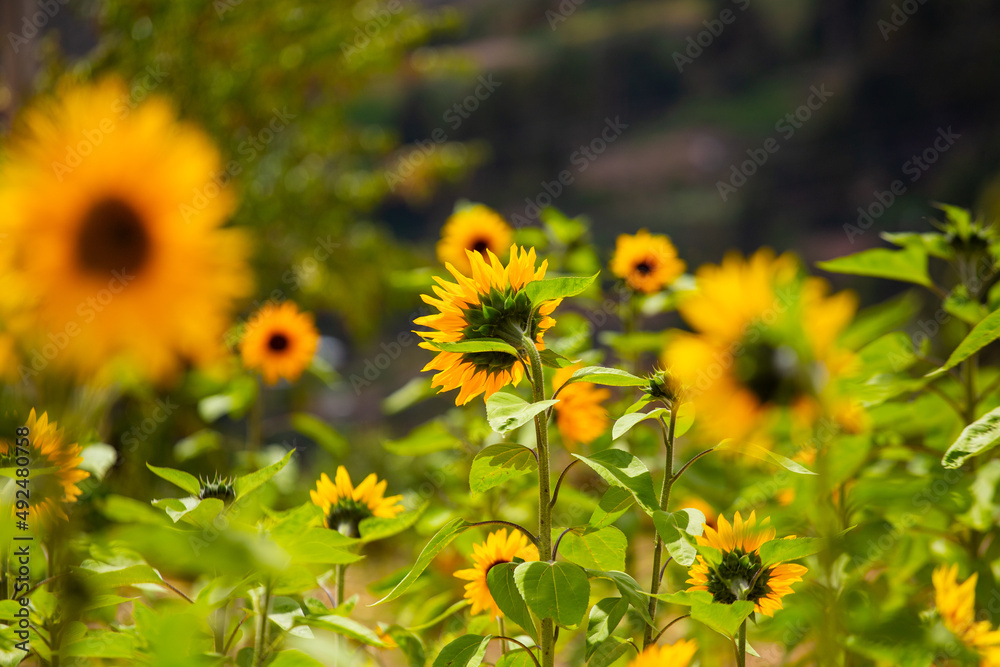 Girasoles con cielo azul. Hermosos girasoles. Girasoles con cielo azul. Hermosos girasoles.