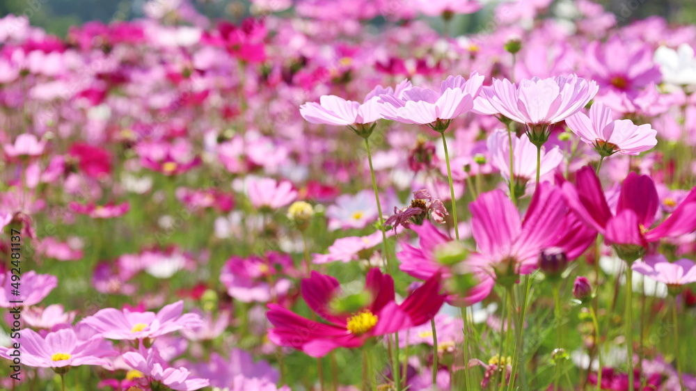 
Pastel pink cosmos blooming outdoors. Close-up Mexican Aster blooms beautifully in summer. Selective focus