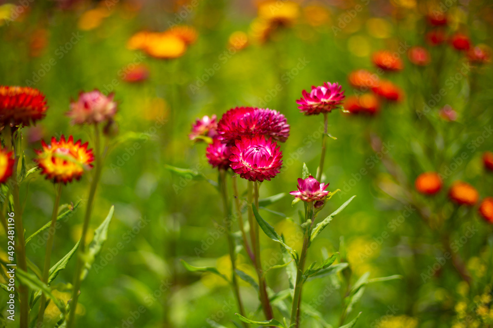 Hermosos Dientes de Leon de colores en campo. Concepto de flores y naturaleza.