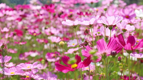  Pastel pink cosmos blooming outdoors. Close-up Mexican Aster blooms beautifully in summer. Selective focus
