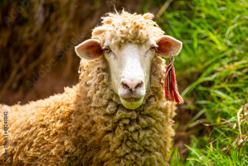 Retrato de una oveja mirando hacia la cámara. Concepto de animales. photo