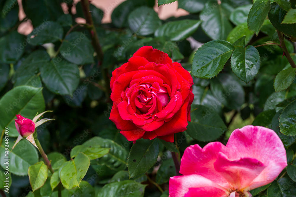Bush of roses on bright spring day. Red rose flower bloom on a background of blurry red roses in a roses garden.