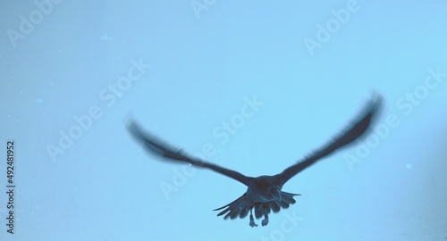 black raven flies at the camera